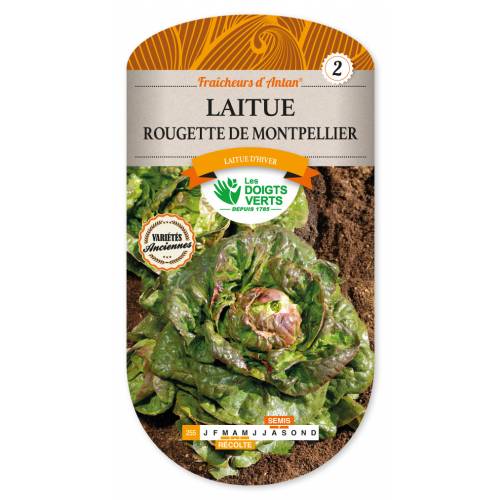 Lettuce, Rougette de Montpellier