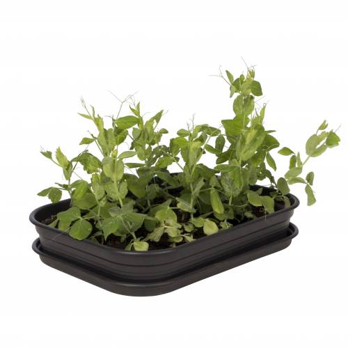 Black Mini Greenhouse - Medium - Green Basics
