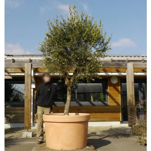 Gigantic Pot for Tree - D.105 x H.70 cm