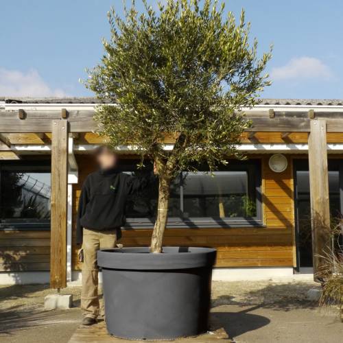 Gigantic Pot for Tree - D.105 x H.70 cm