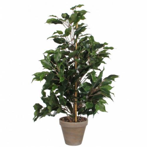Artificial Plant - Ficus exotica - MICA