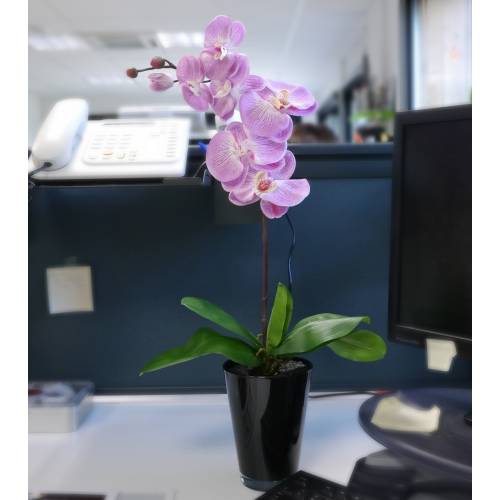 Artificial Plant - Purple Phalaenopsis - MICA