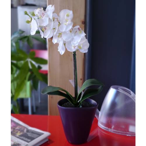 Artificial Plant - White Phalaenopsis - MICA
