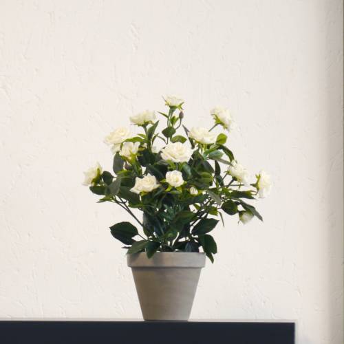 Artificial Plant - White Rose - MICA