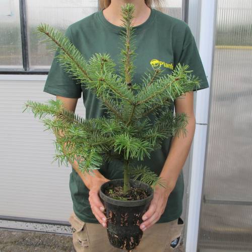Christmas Tree - Nordmann Fir in 1L pot