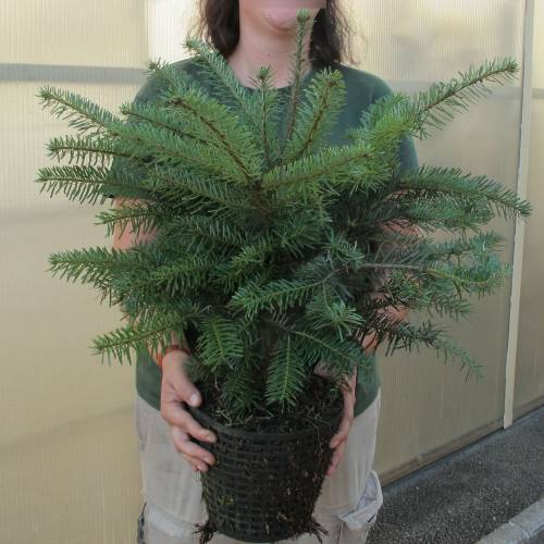 Christmas Tree - Nordmann Fir in 3L pot