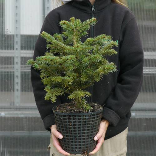 Christmas Tree - Nordmann Fir in 3L pot