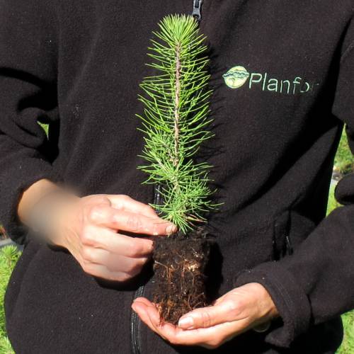 Christmas Tree - Maritime Pine plug plant