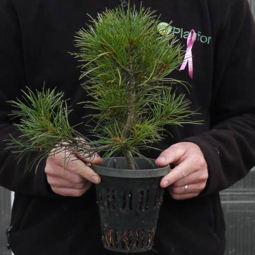 Christmas Tree - Lace back Pine in 1L pot