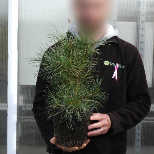 Christmas Tree - Lace back Pine in 3L pot