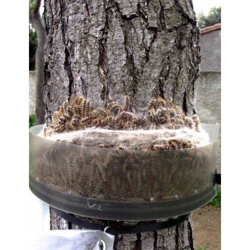 Processionary Caterpillars - Eco-trap Bark