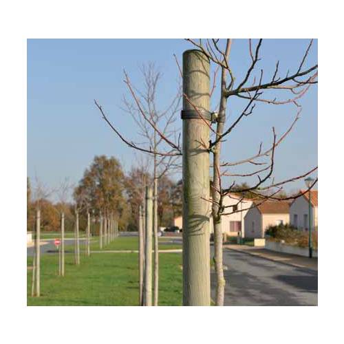 Pine stake  Height 150 cm