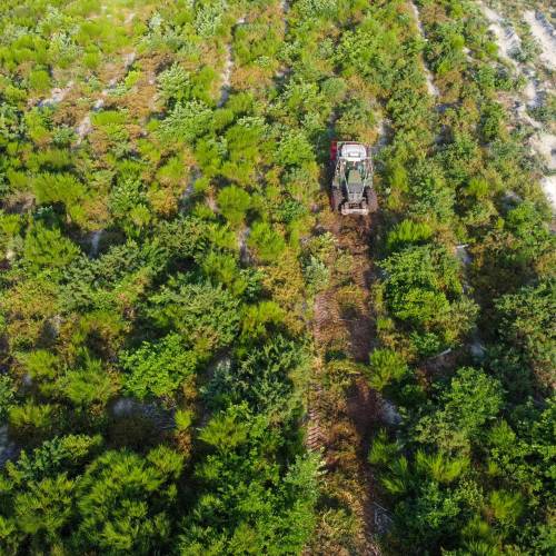 Forest mulching