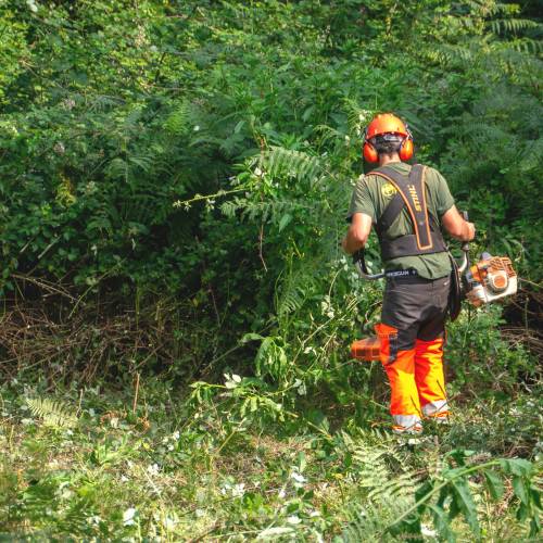 Forest brushing
