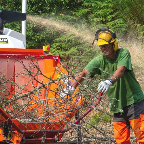 Forest brushing