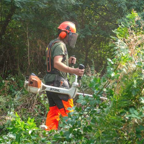 Forest brushing