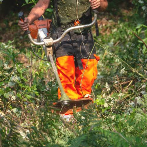 Forest brushing
