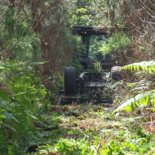 Forest brushing