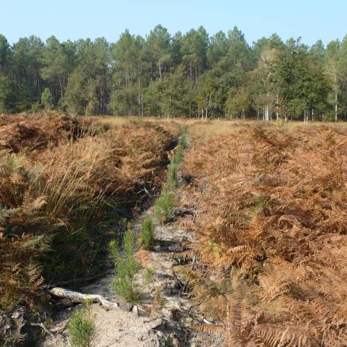 Cleaning young plantation forests