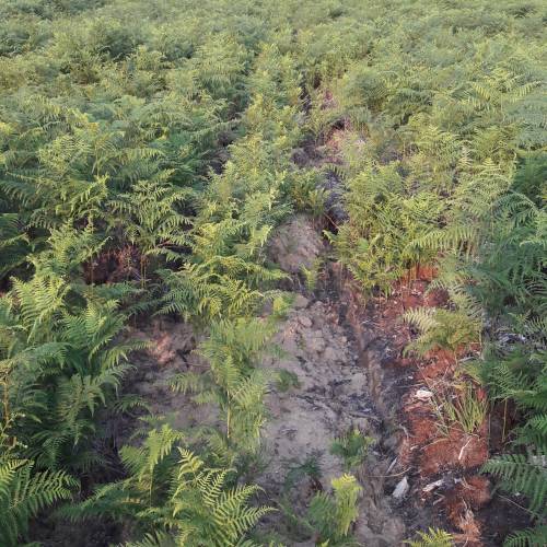Cleaning young plantation forests