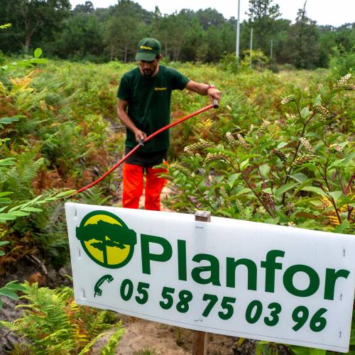 Cleaning young plantation forests