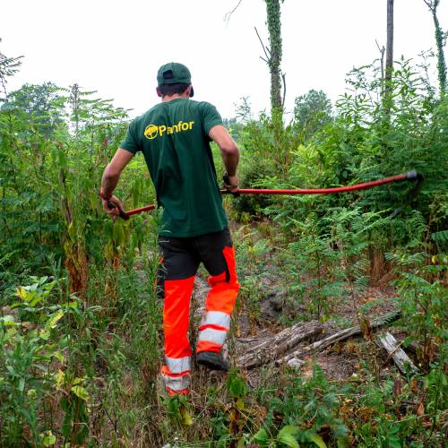 Cleaning young plantation forests