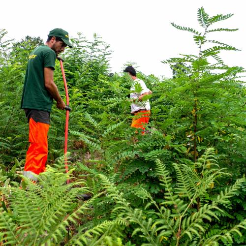Cleaning young plantation forests