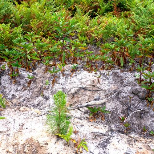 Cleaning young plantation forests