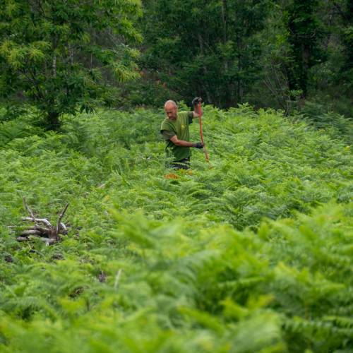 Cleaning young plantation forests