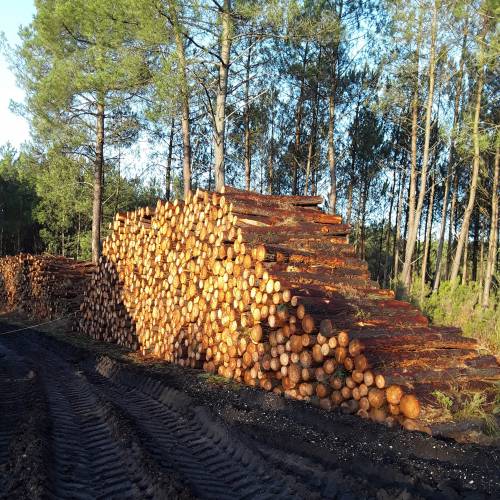 Professional Forest Manager (PFM)