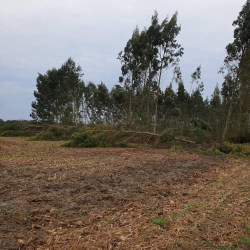 Professional Forest Manager (PFM)