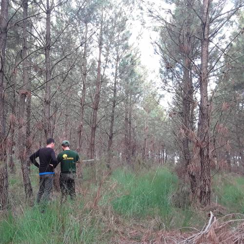 Marking, counting, cubing of trees