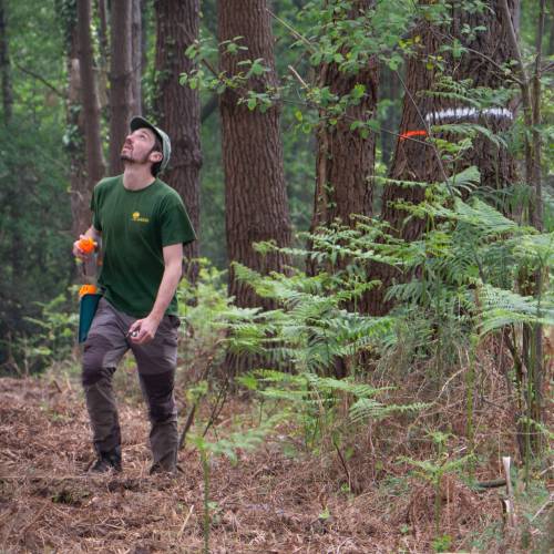 Marking, counting, cubing of trees
