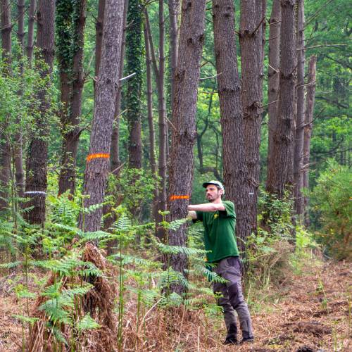 Marking, counting, cubing of trees