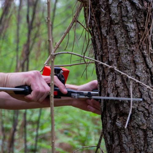 Marking, counting, cubing of trees