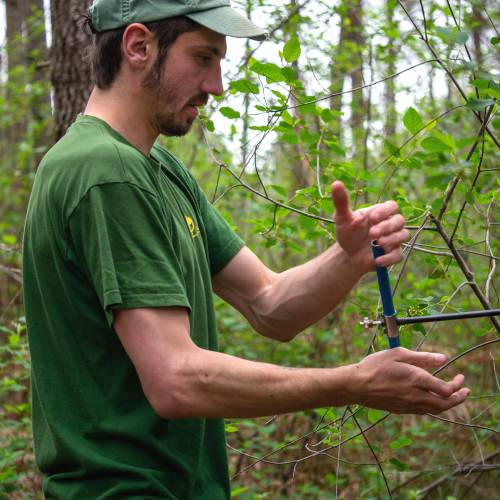 Marking, counting, cubing of trees