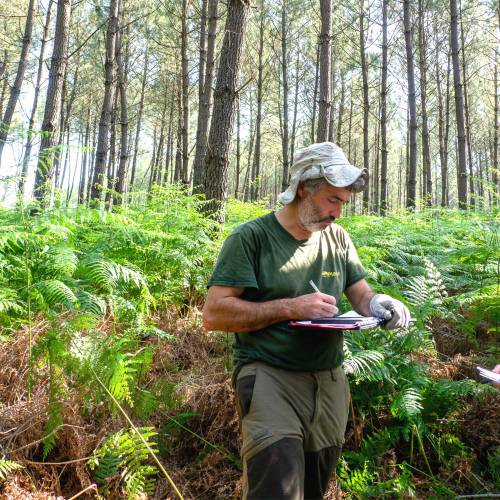 Marking, counting, cubing of trees