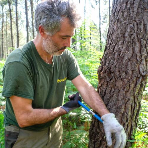 Marking, counting, cubing of trees