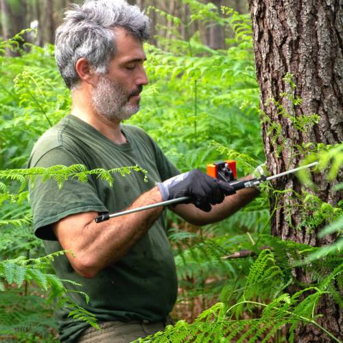 Marking, counting, cubing of trees