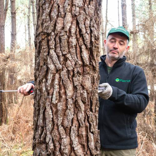 Marking, counting, cubing of trees