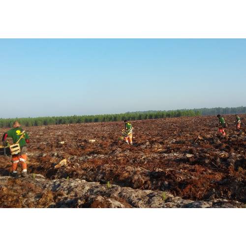 Forest plantation
