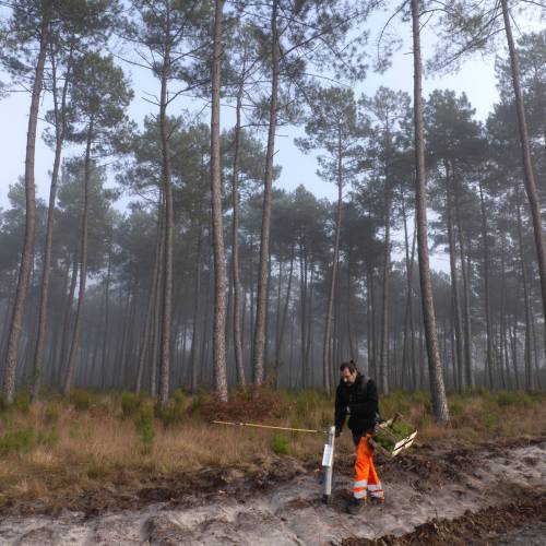 Forest plantation