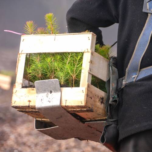 Forest plantation