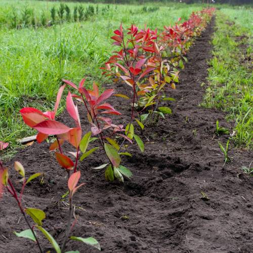 Forest plantation
