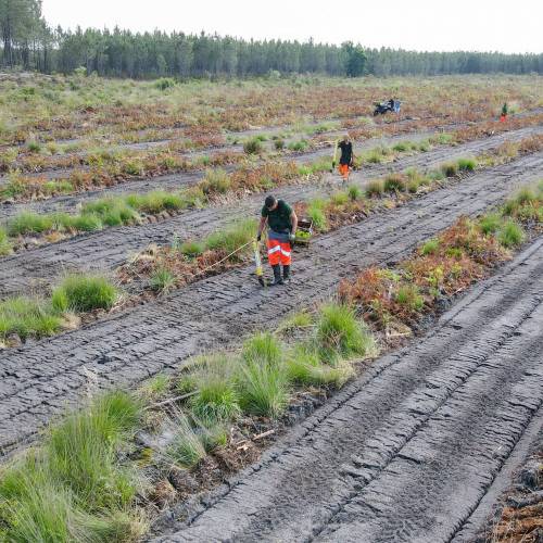 Forest plantation