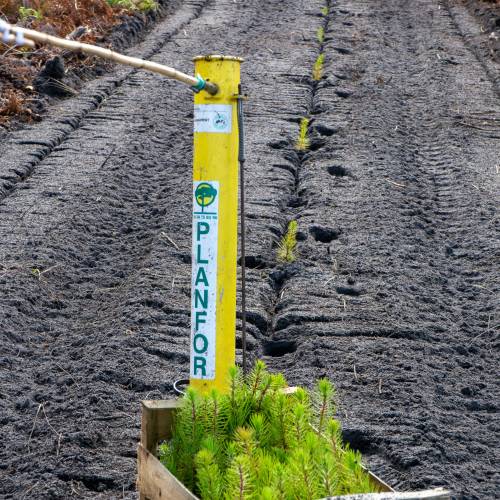 Forest plantation