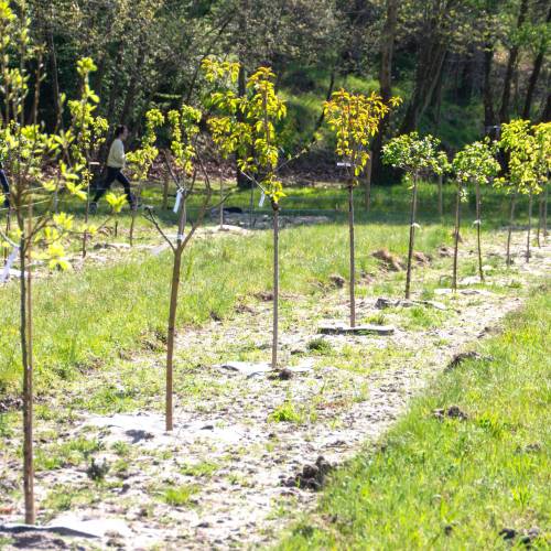 Forest plantation