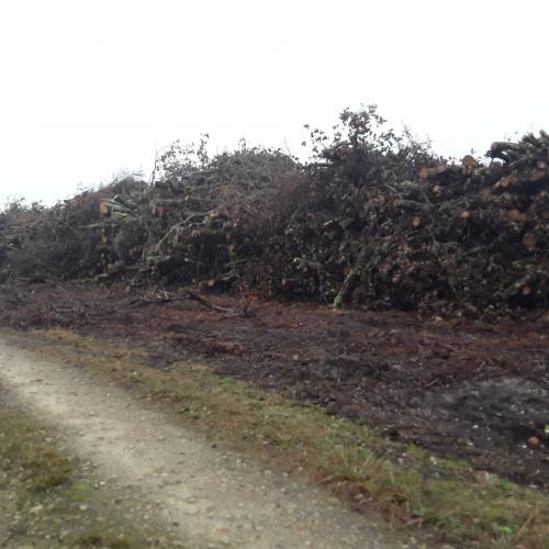 Selling wood by bidding process