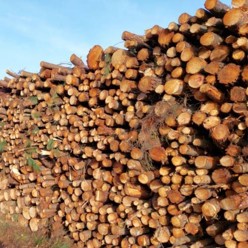 Selling wood by bidding process