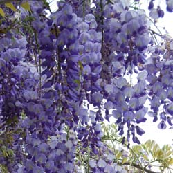 Wisteria blue : buy Wisteria blue / Wisteria sinensis